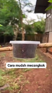 573K views · 3K reactions | tree propagation techniques  #bonsai #bonsaitree #craft #diy | Adi Surya | Facebook