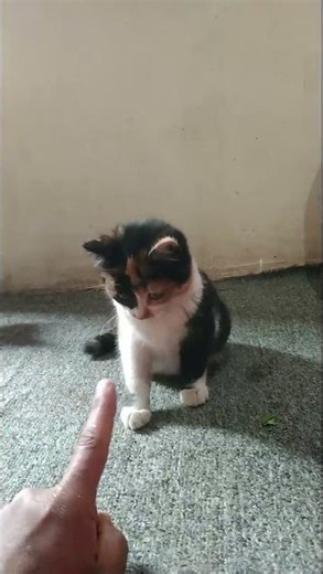 Kitten SLAPPED My Hand! 🥊 1 Second of Fury from a Tiny Cat [MUST SEE!]