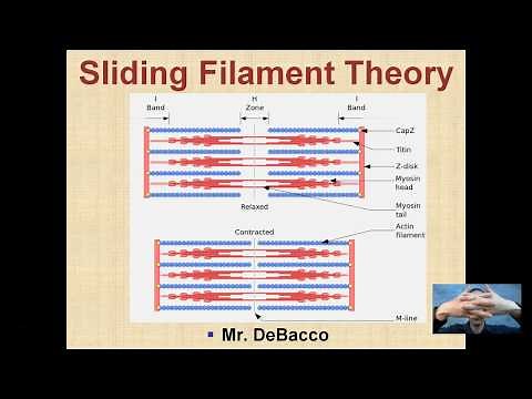 Sliding Filament Theory
