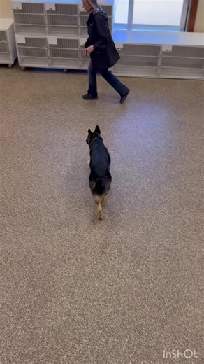 BlessedPaws on Instagram: "🐾 Meet Jackie, the 7-month-old German Shepherd superstar in training! Jackie just kicked off her 4-week Board N Train program with June, our amazing dog trainer, and she's already proving that learning is serious business... right after playtime, of course 🎾 Before every session, Jackie insists on a little fun - because being a dog is tough when you can't decide which ball to play fetch with. # Fun Fact: German Shepherds are among the smartest dog breeds. They pick u