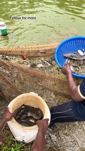 Celebrity Fishboy🐟🐠 (@fishboy15)’s videos with original sound - Celebrity Fishboy🐟🐠