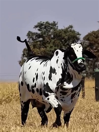 NELORE PINTADO NEGRO: ELEGANCIA Y PRODUCTIVIDAD EN UN SOLO ANIMAL El Nelore pintado negro destaca por su pelaje negro intenso con manchas blancas definidas, una combinación que impone presencia en cualquier hato. Más allá de su estética, conserva la resistencia al calor, adaptación a climas tropicales y eficiencia en conversión alimenticia propias de la raza. Es rústico, fértil y con buena facilidad de parto, cualidades clave en sistemas extensivos. Une distinción visual con alto rendimiento en 