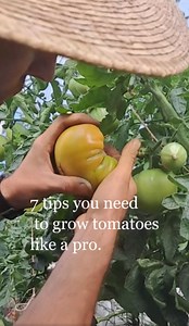 7 Essential Tomato Tips Every Gardener Should Know