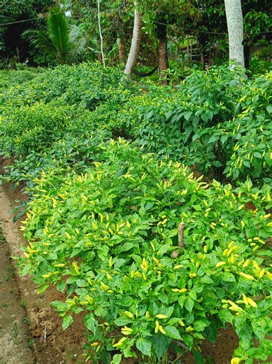 POV: Gen Z Farmers Cultivating Chili Peppers