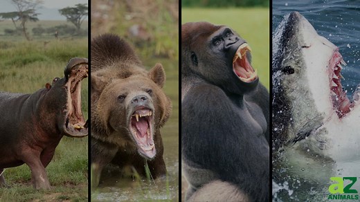 The 10 Strongest Animal Bite Forces in the World