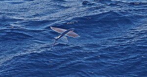 L’exocet, comme un poisson dans l’air