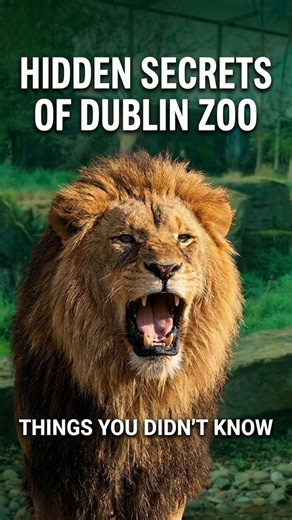 Living Within Dublin Zoo | Things you didn't know | #4k #dublinzoo #ireland