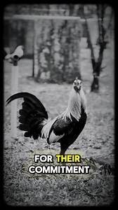 5K views · 205 reactions | The Philippines has long been home to some...