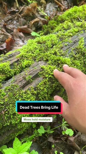Dead trees are not “wasted” space. Dead trees create habitat, nutrient storage, and a slow release system that keeps a forest functioning. #ecology #plants #trees #nature