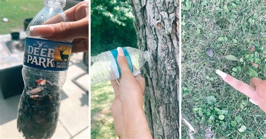 Guarding Your Greenery: Tips on How to Kill Spotted Lantern Flies Naturally