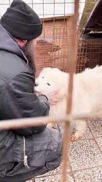 Mission Leben retten 🫡 #savethedogsbih #pleasehelp #pleasedonate #animals #dogs