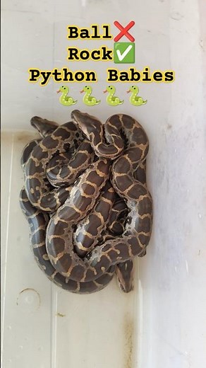 ഇത് പാമ്പിൻ കുഞ്ഞുങ്ങളുടെ കാലം🐍| Snake hatchlings seen in urban area #urbansnakelife #sarpa #snake