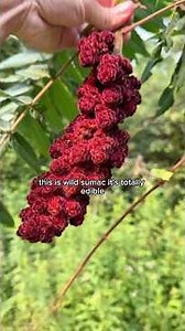 MAKING MEAD USING WILD SUMAC