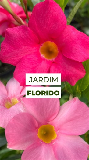 Terra Viva - Flores, Plantas e AGRO on Instagram: "🌸 Mandevilla: flores o ano todo! Originária do nosso país, a Mandevilla é uma planta tropical que se destaca em qualquer ambiente. Ela adora sol pleno ☀️ e, quando bem cuidada, floresce o ano inteiro. Além disso, tem em diversas cores, trazendo vida e charme, ideal para quem quer um jardim sempre vibrante! 🌿💛 E aí, já teve uma Mandevilla no seu jardim? Conta pra gente 👇🏻 #Mandevilla #FloresDoBrasil #Jardinagem #PlantasFelizes #FloresQueEnca