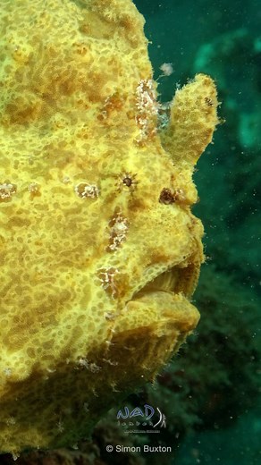 2.2K views · 175 reactions | When you see a Frogfish inhaling like an...