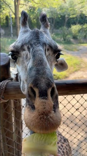 Lettuce introduce you to one of the coolest experiences at the Zoo!