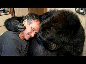 When Robin Williams Visited Koko the Gorilla
