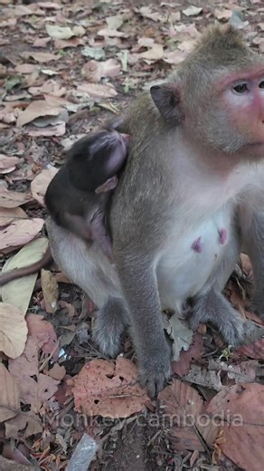 Bessie the Hungry Monkey in Cambodia