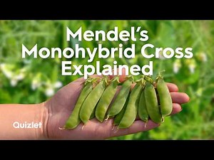 Mendel’s Monohybrid Cross Explained | Dominant and Recessive Traits | Class 10 Biology
