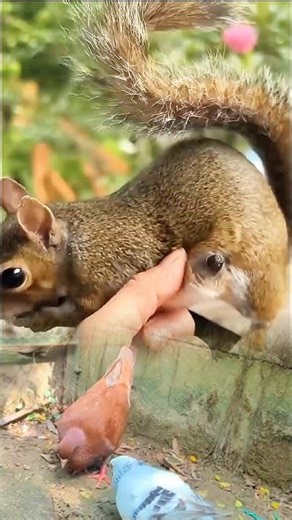 Botfly Removal from Squirrel | Satisfying Veterinary Procedure