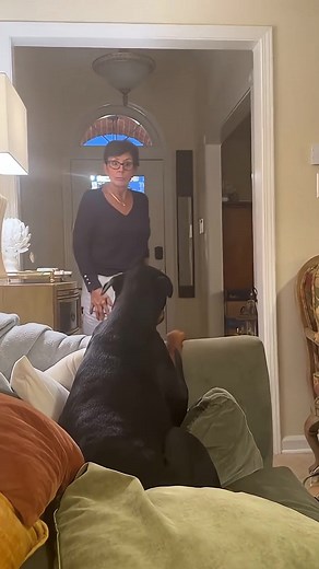 Funny Dogs React When Mom Calls Their Name
