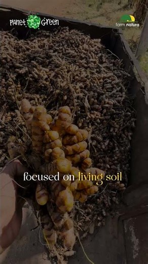 Natural Turmeric Cultivation at Farm Natura | Pure & Chemical-Free #farmnatura #planetgreen