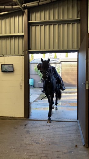 Giant Dressage Horse and Rider Videos