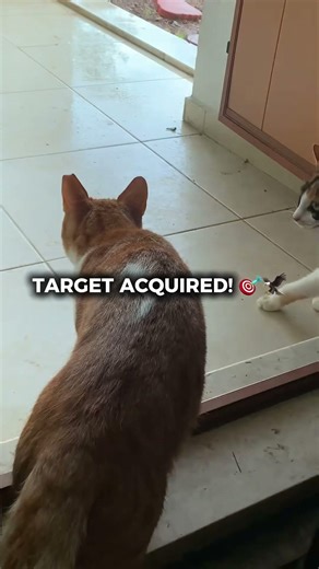 Rainy day hunters: Mission failed! 🌧️🦅 #ilkayvibes #cats #funnycats