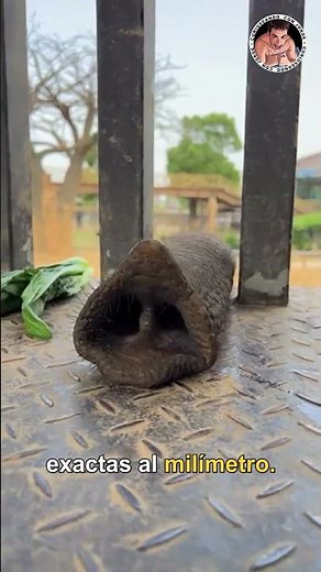40,000 muscles without bones? 🐘 The incredible elephant trunk