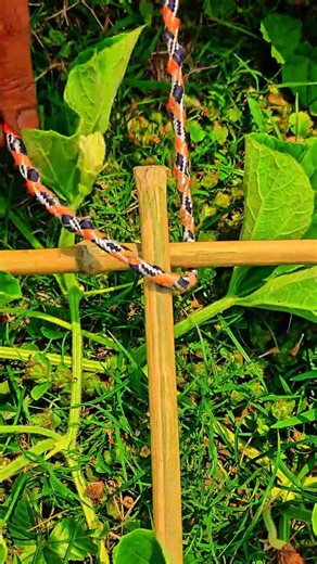 Simple Setup Doubled My Harvest 😱 #knowledge #learning