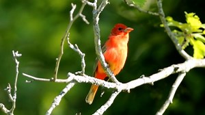 Summer tanager singing (Piranga rubra) Mexico, Central America, South America. | BIRDS & Nature