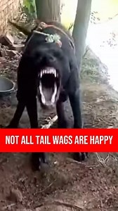Not every tail wag means your dog is happy. 🐕 A wagging tail can be a full emotional map if you know how to read it. A loose, wide wag shows a relaxed, friendly pup. A helicopter wag means pure joy usually when seeing someone they love. If their whole body wiggles with a fast wag, they’re excited and playful. A slow wag with the tail halfway up? That’s caution or uncertainty. A stiff, high tail wag may mean alertness or even aggression. A tail straight out with a slight wag means they’re focuse