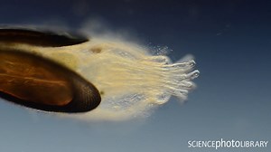 Bryozoans are tiny filter-feeding invertebrate animals that sieve food particles out of the water, here we see a bryozoan hatching from its statoblast. This is the protective chitinous envelope that bryozoans use to withstand harsh conditions. Differential interference contrast (DIC) light microscopy footage. Credit: Wim Van Egmond / Science Photo Library http://bit.ly/2vaLQ8U #biology #bryozoan #invertebrate #plankton #pondlife #wildlife #zoology | Science Photo Library