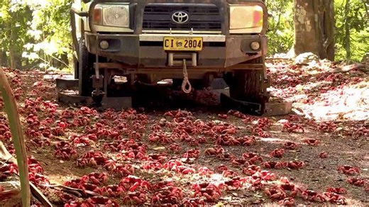 Customized 'Crab-Safe' Car Slowly Drives Through Red Crabs Migrating on Christmas Island