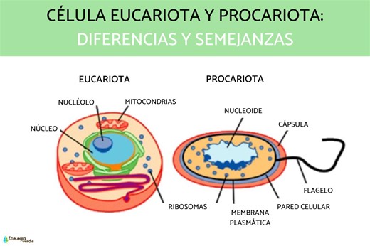 Diferencia entre célula eucariota y procariota - Cuadro comparativo y esquemas