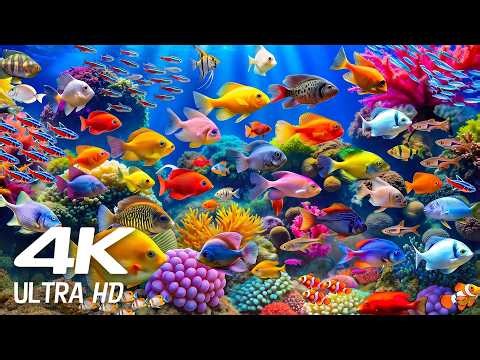 Fish Bedtime Music Dive Into The Mesmerizing Underwater Realm ♫ ☆ NO ADS ☆Sea Jellyfish, Coral Reefs