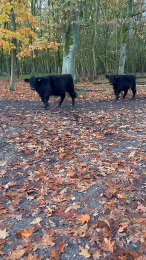 Goedemorgen! Onze galloways op pad 🤩 | Domein Kiewit