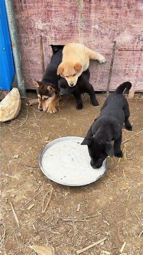 Adorable Puppies Devouring Their Meal #puppies #feeding #cute