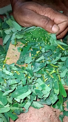 the hummingbird tree, agati, description covers the key structural features