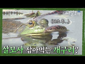 ‘뱀이 움직이자 순식간에 꿀꺽..' 능구렁이도 잡아먹는 황소개구리의 대역습? | KBS 일요스페셜 970720 방송