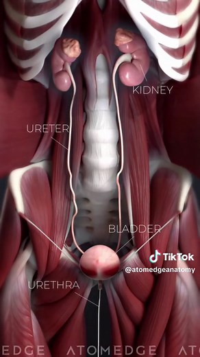 Understanding the Human Urinary System in 3D