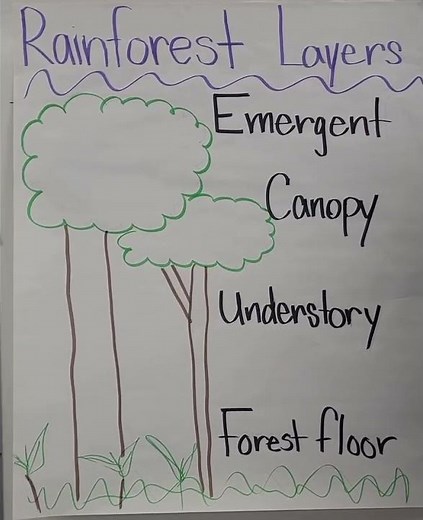 Rainforest Layers Song