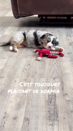 Mini Aussie on TikTok