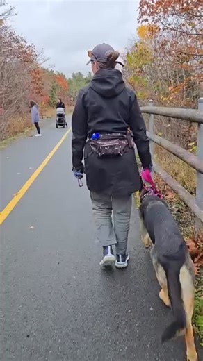 What you’ll see in these three clips is Napa walking on the wrong side as we pass oncoming dogs! When heeling our dog during the structured leash walk, the dog should be on the handlers left side, leash in the left hand, and the Ecollar remote in the right hand. The only exception to this rule is when I need to advocate for Napa when we pass her biggest former triggers (other dogs!) head on in tight spaces. In these situations, I pass the leash and the dog behind my back and heel her on my right