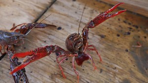 From farm to crawfish boil, ever wonder how those delicious crawfish are harvested? Believe it or not, they're not from the sea! Hungry? Watch more: http://bit.ly/LocalishFood | Localish Food