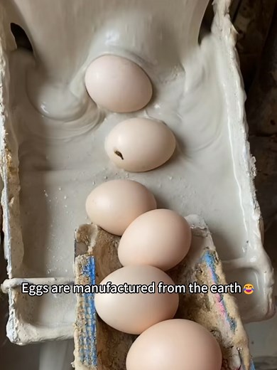 Understanding Egg Production in Modern Farms
