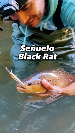 probando señuelo Black Rat disponible en tienda Napes.cl #pescadeportiva #señuelosdepesca #pesca #trucha