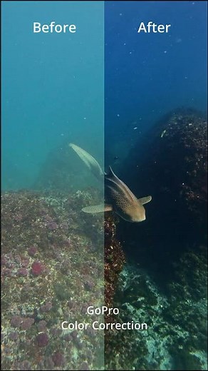 Underwater Color Correction #colorgrading #underwater #gopro