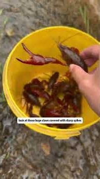 Hunting Monster Crayfish in Hidden Coastal Puddles 🦞🌊