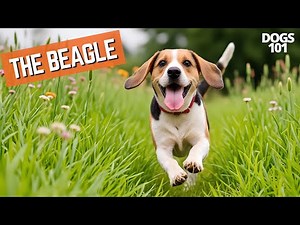 The Beagle 🐶 | Dogs 101: Everything You Need to Know!
